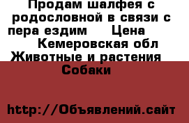 Продам шалфея с родословной в связи с пера ездим.  › Цена ­ 5 000 - Кемеровская обл. Животные и растения » Собаки   